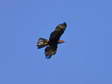 Golden Eagle (Aquila chrysaetos) - Castel de Cantobre Gîtes, Aveyron, France