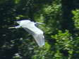 Grey Heron (Ardea cinerea) - Castel de Cantobre Gîtes, Aveyron, France