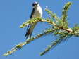 House Martin (Delichon urbicum) - Castel de Cantobre Gîtes, Aveyron, France