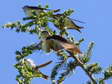 House Martin (Delichon urbicum) - Castel de Cantobre Gîtes, Aveyron, France