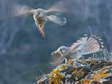 Common Kestrel (Falco tinnunculus) - Castel de Cantobre Gîtes, Aveyron, France