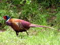 Common Pheasant (Phasianus colchicus) - Castel de Cantobre Gîtes, Aveyron, France