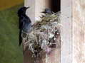 Black Redstart (Phoenicurus ochruros) - Castel de Cantobre Gîtes, Aveyron, France