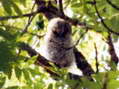 Tawny Owl - Juvenile (Strix aluco) - Castel de Cantobre Gîtes, Aveyron, France