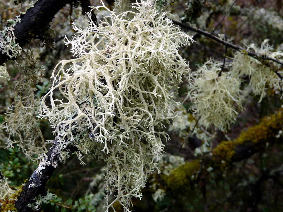Castel de Cantobre Gîtes - Photos of local Fungi and Lichen